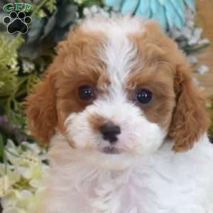 Pixie, Cavapoo Puppy