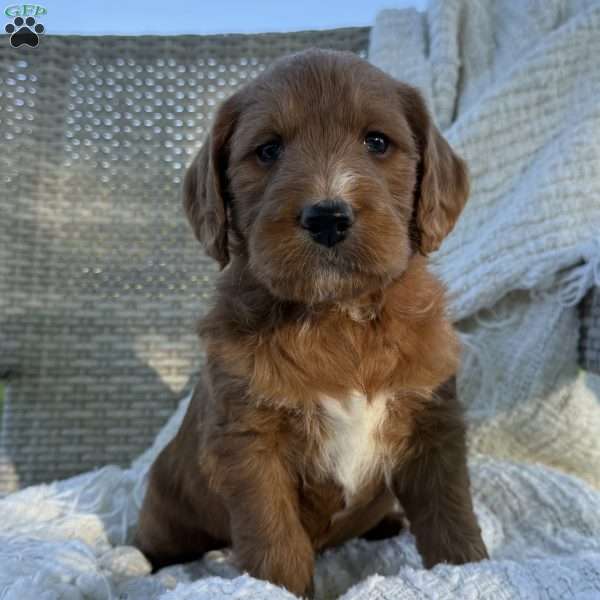Pixie, Labradoodle Puppy