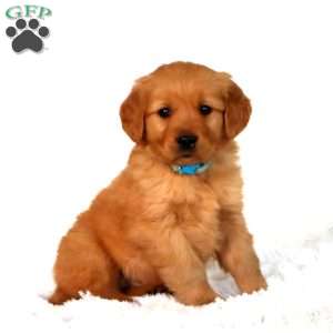 Golden Retriever Puppies For Sale - Greenfield Puppies