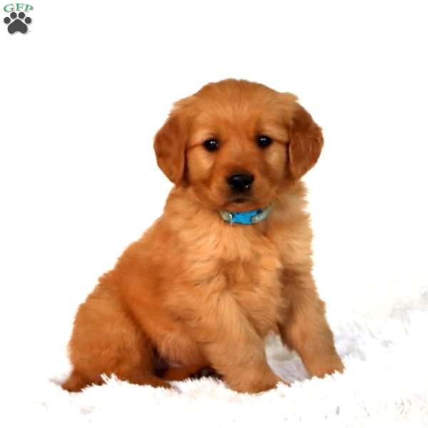 Pluto, Golden Retriever Puppy