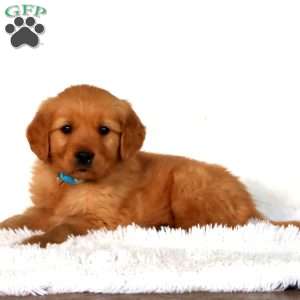 Pluto, Golden Retriever Puppy