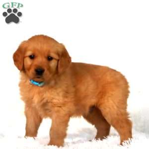 Pluto, Golden Retriever Puppy