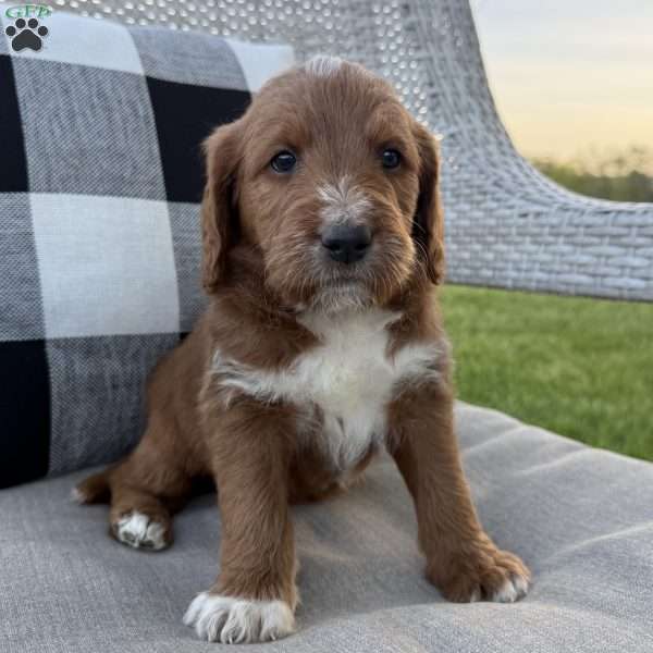 Pluto, Labradoodle Puppy