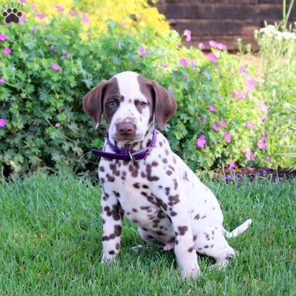 Pogo, Dalmatian Puppy