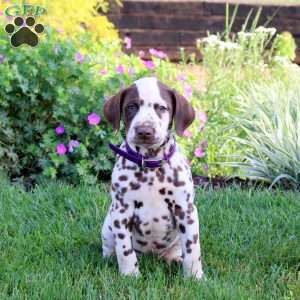 Pogo, Dalmatian Puppy