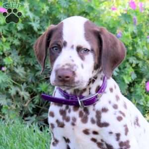 Pogo, Dalmatian Puppy