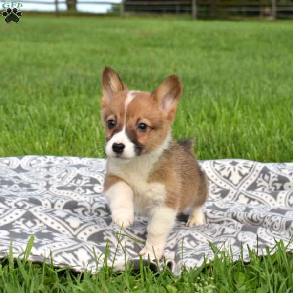 Pokey, Pembroke Welsh Corgi Puppy