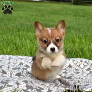 Pokey, Pembroke Welsh Corgi Puppy