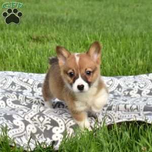 Pokey, Pembroke Welsh Corgi Puppy