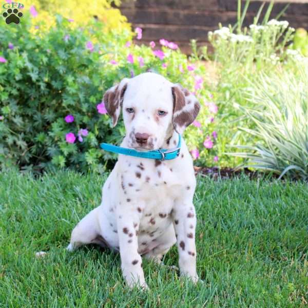 Polka Dot, Dalmatian Puppy