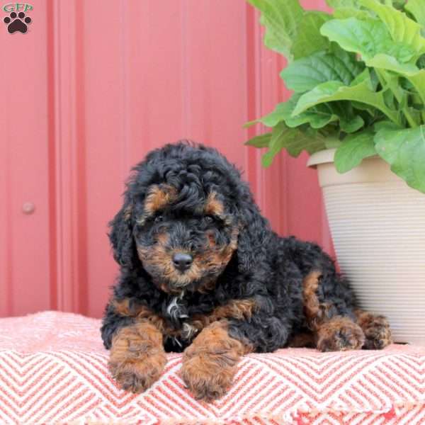 Polly, Miniature Poodle Puppy