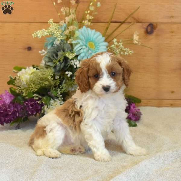 Polly, Cavapoo Puppy