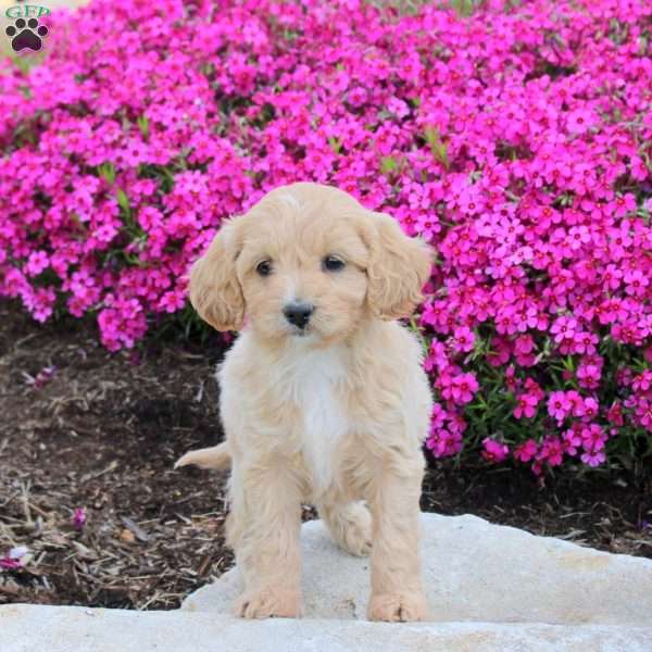 Polly, Cavapoo Puppy