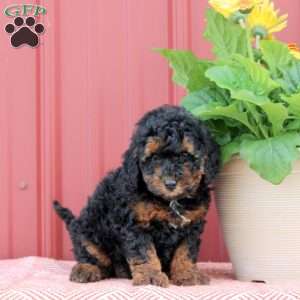 Polly, Miniature Poodle Puppy