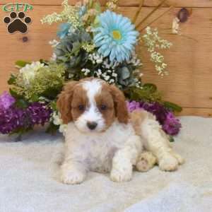 Polly, Cavapoo Puppy