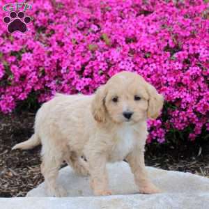 Polly, Cavapoo Puppy