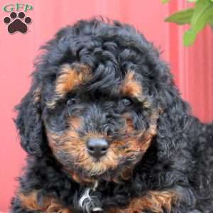 Polly, Miniature Poodle Puppy