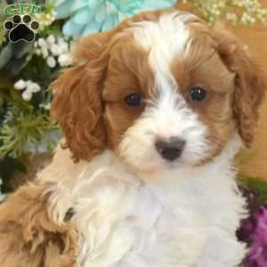 Polly, Cavapoo Puppy