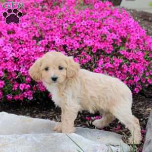 Polly, Cavapoo Puppy