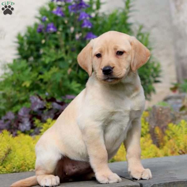 Polly, Yellow Labrador Retriever Puppy