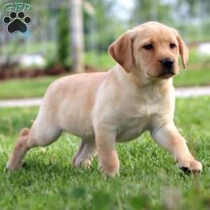 Polly, Yellow Labrador Retriever Puppy