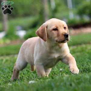 Polly, Yellow Labrador Retriever Puppy
