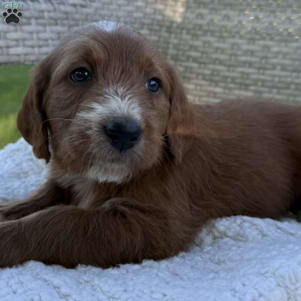 Polly, Labradoodle Puppy