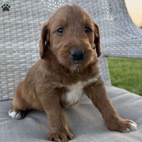 Polo, Labradoodle Puppy
