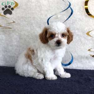 Poppy, Toy Poodle Puppy