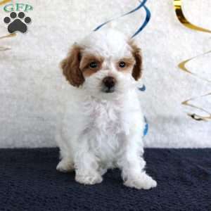 Poppy, Toy Poodle Puppy