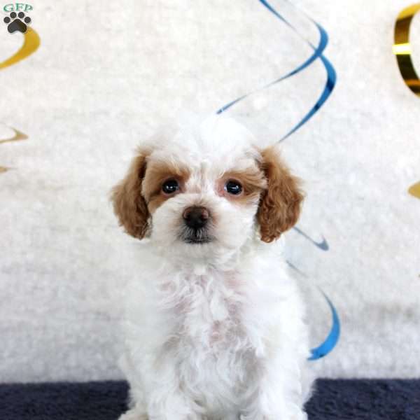 Poppy, Toy Poodle Puppy