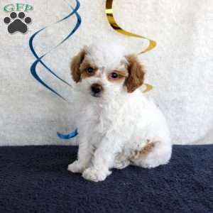 Poppy, Toy Poodle Puppy