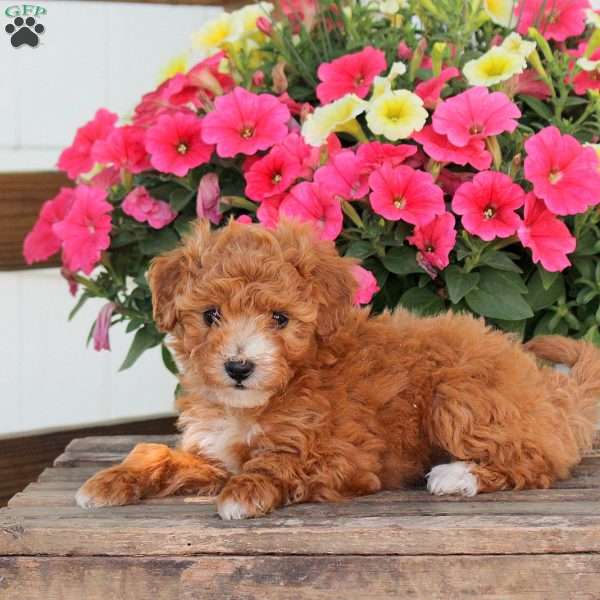 Posey, Cavapoo Puppy