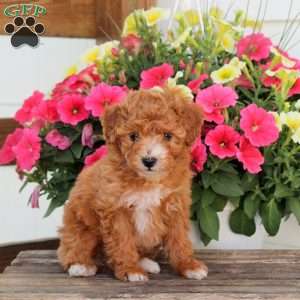 Posey, Cavapoo Puppy