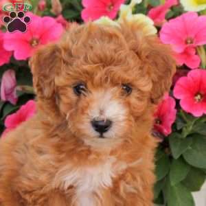 Posey, Cavapoo Puppy