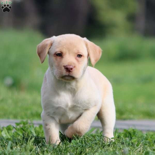 Posey, Yellow Labrador Retriever Puppy