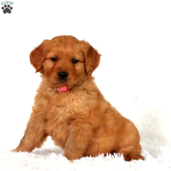 Posey, Golden Retriever Puppy