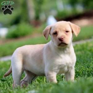 Posey, Yellow Labrador Retriever Puppy