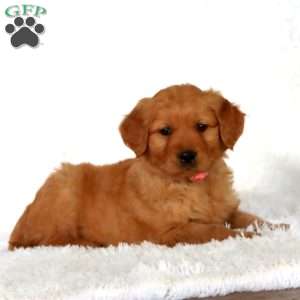 Posey, Golden Retriever Puppy