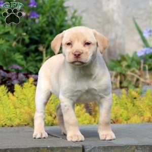 Posey, Yellow Labrador Retriever Puppy
