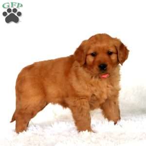 Posey, Golden Retriever Puppy