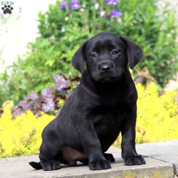 Posh, Black Labrador Retriever Puppy