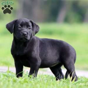Posh, Black Labrador Retriever Puppy