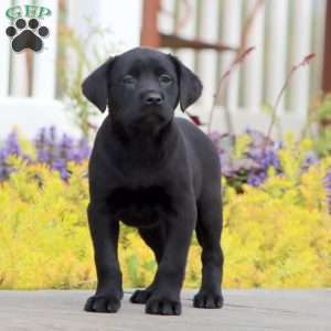 Posh, Black Labrador Retriever Puppy