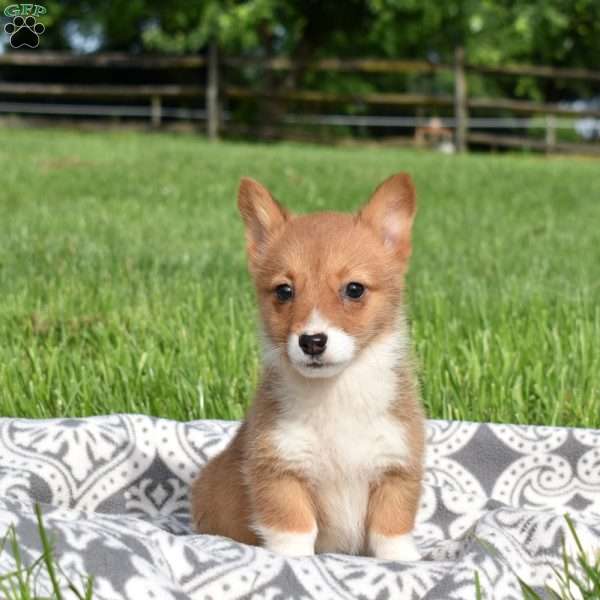 Praline, Pembroke Welsh Corgi Puppy