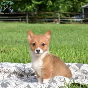 Praline, Pembroke Welsh Corgi Puppy
