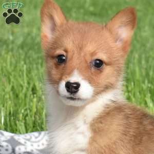 Praline, Pembroke Welsh Corgi Puppy