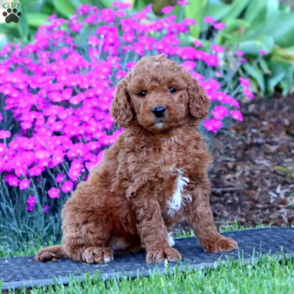 Precious, Mini Goldendoodle Puppy