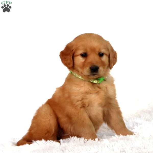 Precious, Golden Retriever Puppy