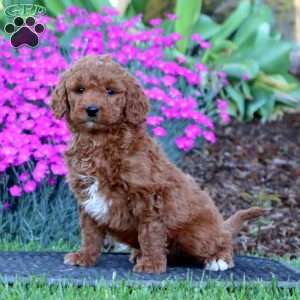 Precious, Mini Goldendoodle Puppy